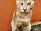 Rare Silver Abyssinian Look Male Cat - Vaccinated
