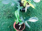 Rare Variegated Florida Beauty Philodendron