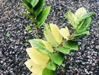 Rare Variegated ZZ Plant