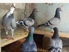 Racing Homer Pigeon