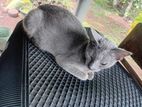 Russian Blue Cat