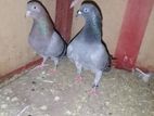 Pigeons