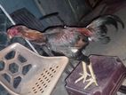 Dattha Rooster