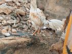 Parrot Beak Rooster