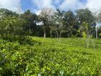 Rathnapura : 17 Acres Tea Estate Land for Sale at Kalawana