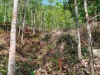 Rathnapura : 4.5 Acres Rubber Trees Land for Sale