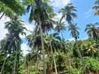 Rathnapura, Godakawela Coconut Land for Sale