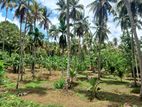 Rathnapura, Godakawela Coconut Land for Sale