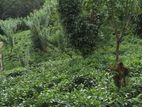 Rathnapura Kalawana,12.5 acre tea estate
