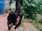 Rattha Rooster