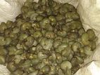 Raw Cashew