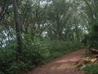 රබර් වත්තක් විකිණීමට.