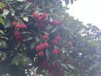 රබුටන්