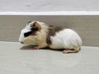 Guinea Pigs