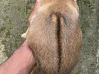 Reach back mix puppy