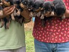 Rottweiler Puppy