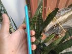 Realme C20 Lake Blue (Used)