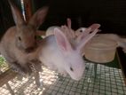Rabbits