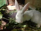 Rabbit