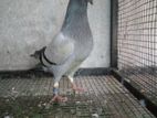 Racing Homer Pigeon