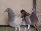 Pigeons