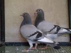 Racing Homer Pigeons