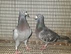 Recing Homar Pigeon