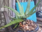 Red Aloe Vera Plant