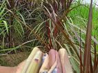 Napier Grass
