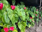 Red and White Anthurium Plant
