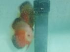 Red and White Discus