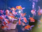 Red and White Oranda