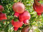 Red Angel Pomegranate Plant