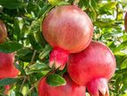 Red Angle Pomegranate