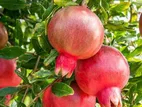 Red Angle Pomegranate