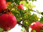 Red Angle Pomegranate