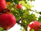 Red Angle Pomegranate