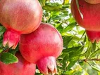 Red Angle Pomegranate