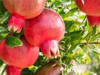 Red Angle Pomegranate