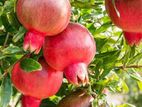 Red Angle Pomegranate