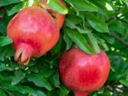 Red Angle Pomegranate