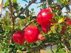 Pomegranate