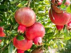 Red Angle Pomegranate