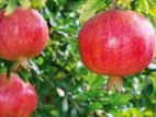 Red Angle Pomegranate