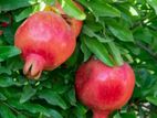 Red Angle Pomegranate Plant