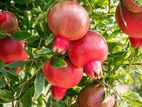 Red Angle Pomegranate Plant