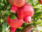 Red Angle Pomegranate Plant