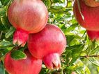 Red Angle Pomegranate Plant