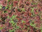 Red Azolla Pet Food