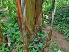 Red Banana Plants( රත් කෙසෙල් )